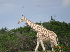 Giraffa camelopardalis peralta
