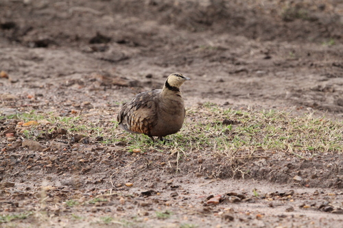 Yellow-throated Sandgrouse (Pterocles gutturalis), photo 10