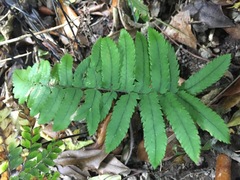 Dryopteris cycadina