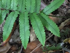 Dryopteris cycadina