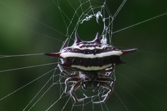 Gasteracantha doriae