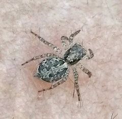 Saitis variegatus