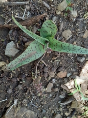 Ledebouria ensifolia