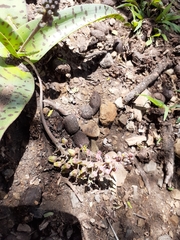 Ledebouria ensifolia