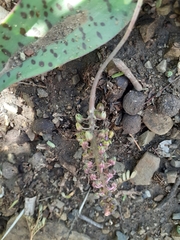 Ledebouria ensifolia