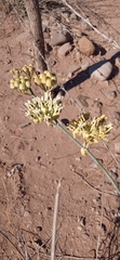 Asclepias subulata