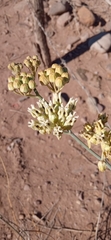 Asclepias subulata