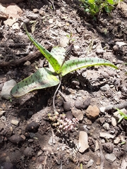 Ledebouria ensifolia