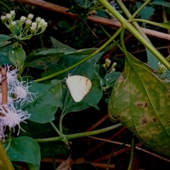 Colotis etrida etrida