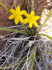 Hypoxis rigidula