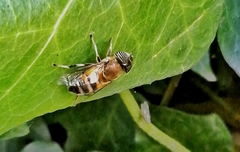 Eristalinus taeniops