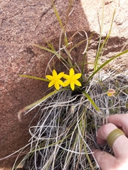 Hypoxis rigidula