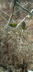 Sarcomphalus obtusifolius