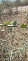 Sarcomphalus obtusifolius