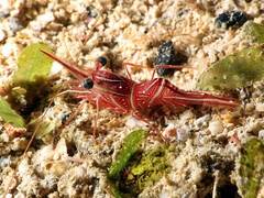 Rhynchocinetes durbanensis