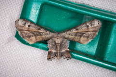Phazaca interrupta