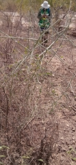 Sarcomphalus obtusifolius