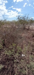 Sarcomphalus obtusifolius