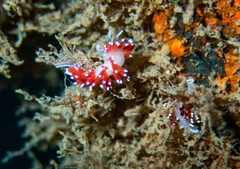 Cratena capensis
