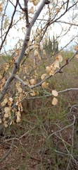 Haematoxylum brasiletto
