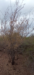 Haematoxylum brasiletto