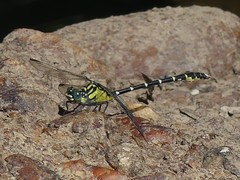 Hemigomphus