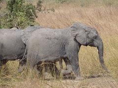 Loxodonta