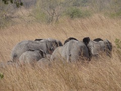 Loxodonta