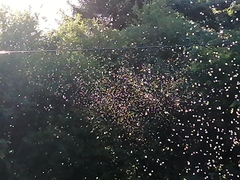 Insecta
