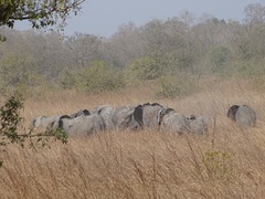 Loxodonta