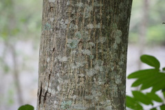 Pterocarya rhoifolia