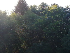 Insecta