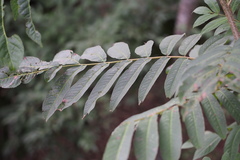 Pterocarya rhoifolia