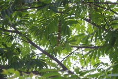 Pterocarya rhoifolia