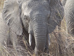 Loxodonta