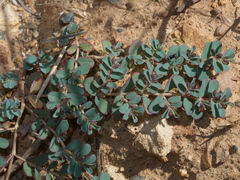 Euphorbia dallachyana
