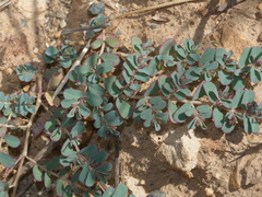 Euphorbia dallachyana