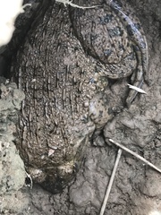 Hoplobatrachus chinensis