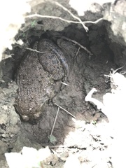 Hoplobatrachus chinensis