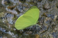 Gandaca harina distanti