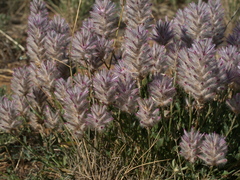 Ptilotus semilanatus