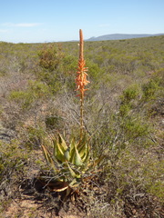 Aloe glauca