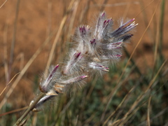 Ptilotus semilanatus