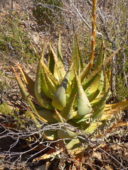 Aloe glauca