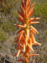 Aloe glauca