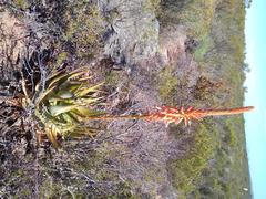 Aloe glauca