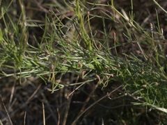 Convolvulus angustissimus