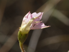 Convolvulus angustissimus