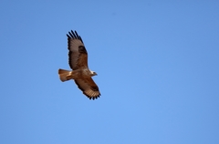 Buteo rufinus cirtensis