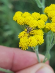 Stictopleurus scutellaris